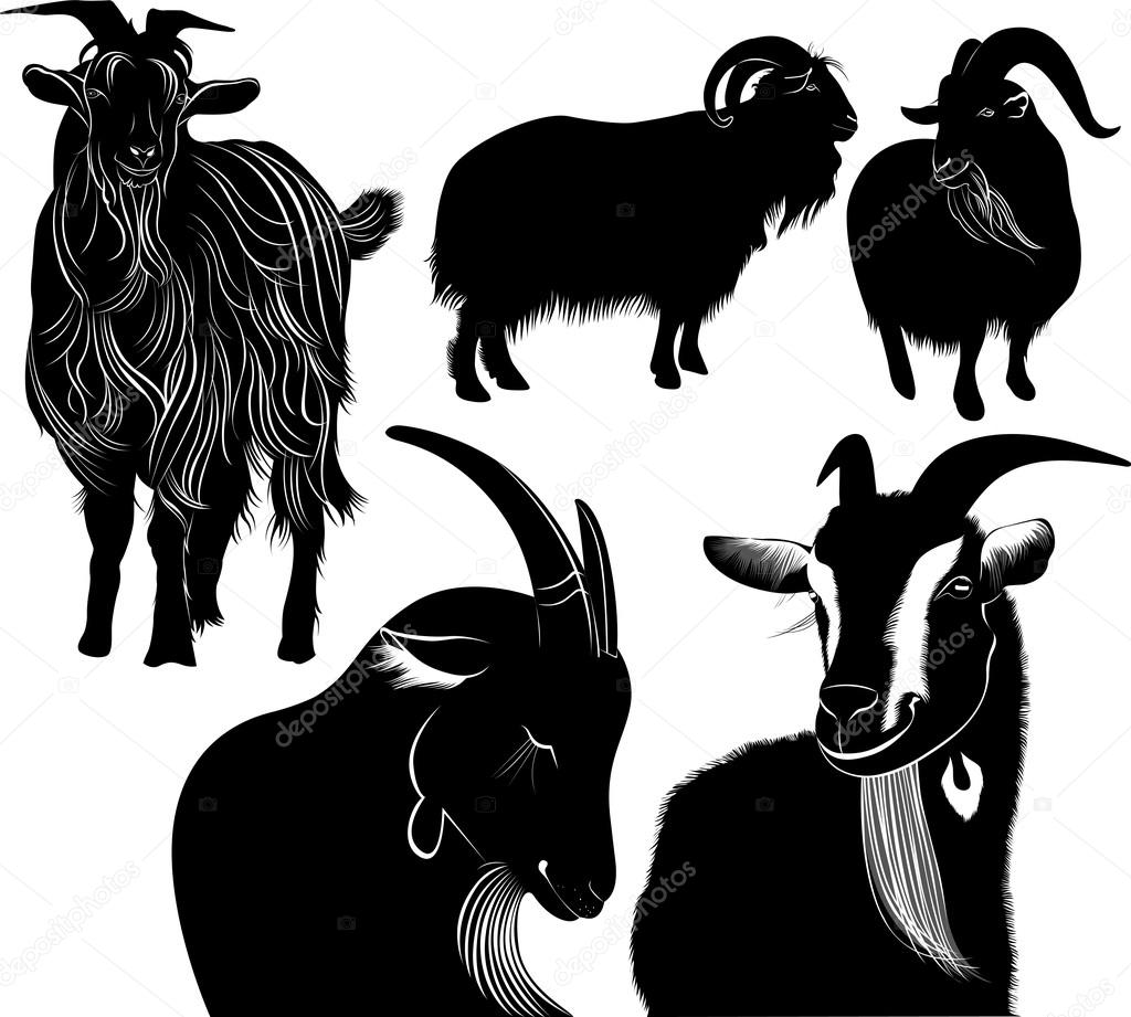 Detail Kambing Etawa Vector Nomer 6