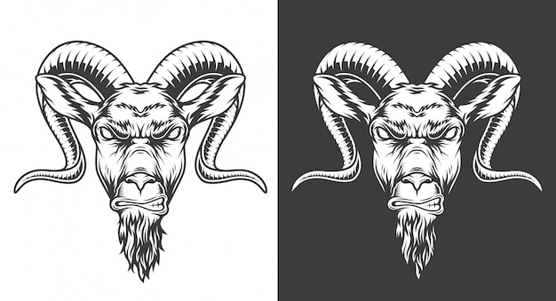 Detail Kambing Etawa Vector Nomer 53