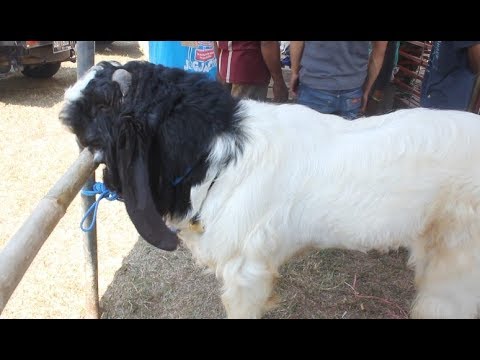 Detail Kambing Etawa Vector Nomer 55