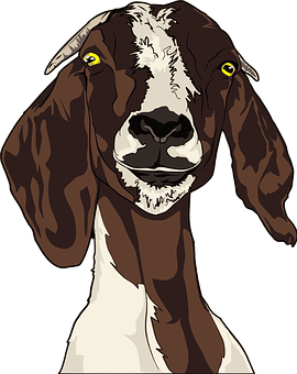Detail Kambing Etawa Vector Nomer 7