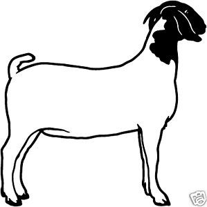 Detail Kambing Etawa Vector Nomer 10
