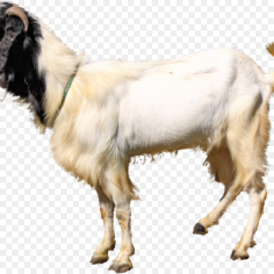 Kambing Jawa Png - KibrisPDR