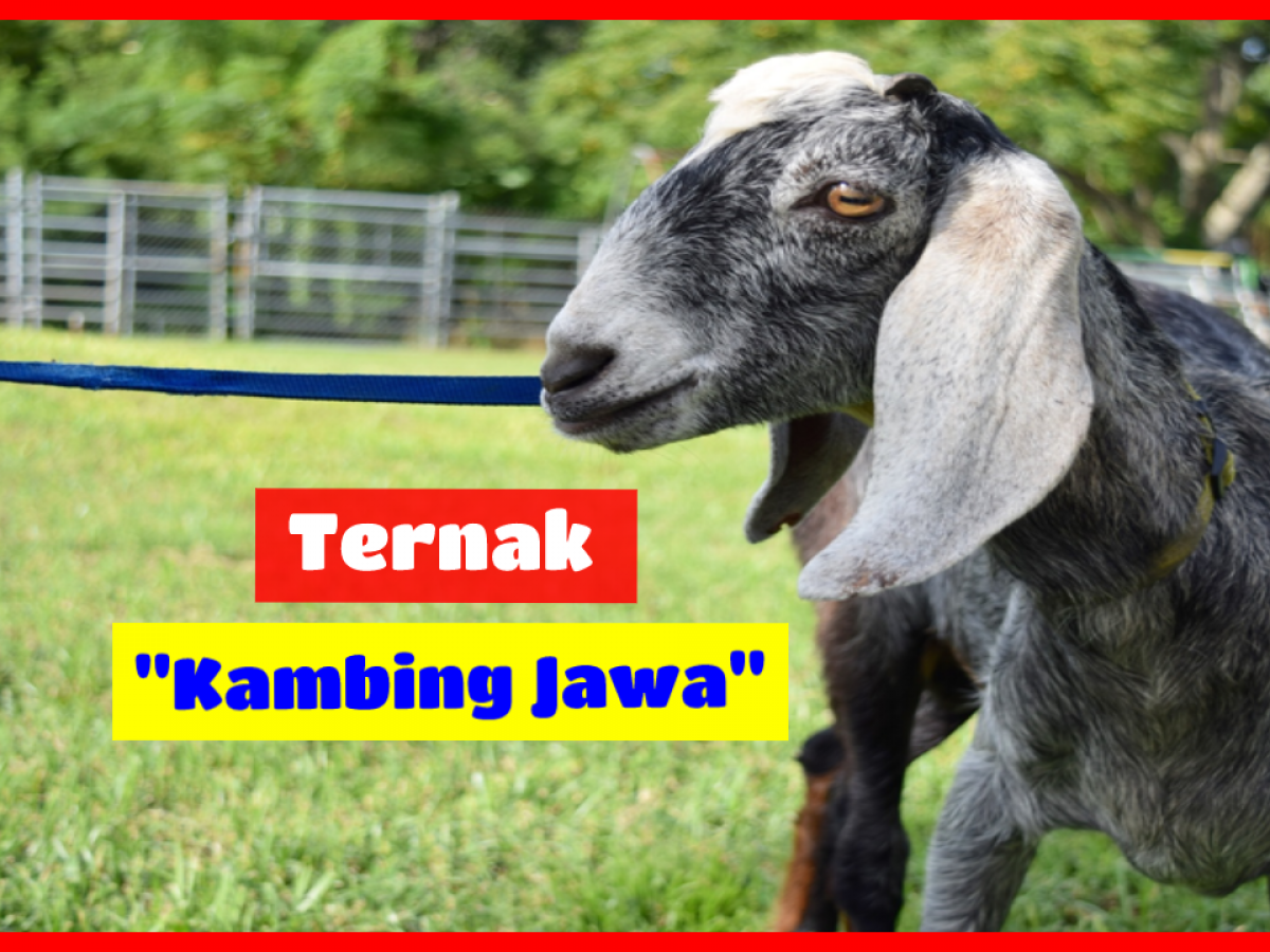 Detail Kambing Jawa Png Nomer 12