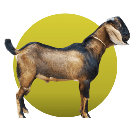Detail Kambing Jawa Png Nomer 13