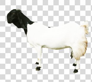 Detail Kambing Jawa Png Nomer 14