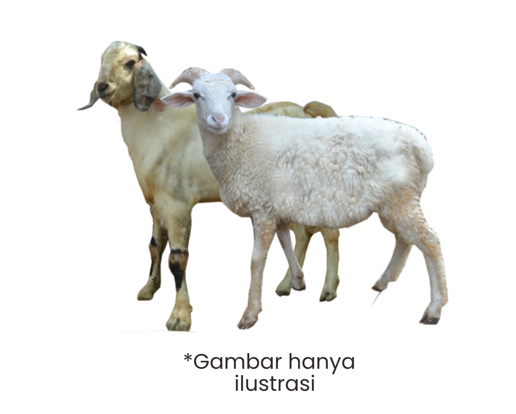 Detail Kambing Jawa Png Nomer 23