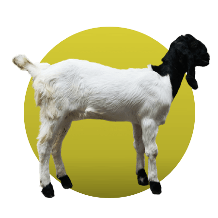 Detail Kambing Jawa Png Nomer 24