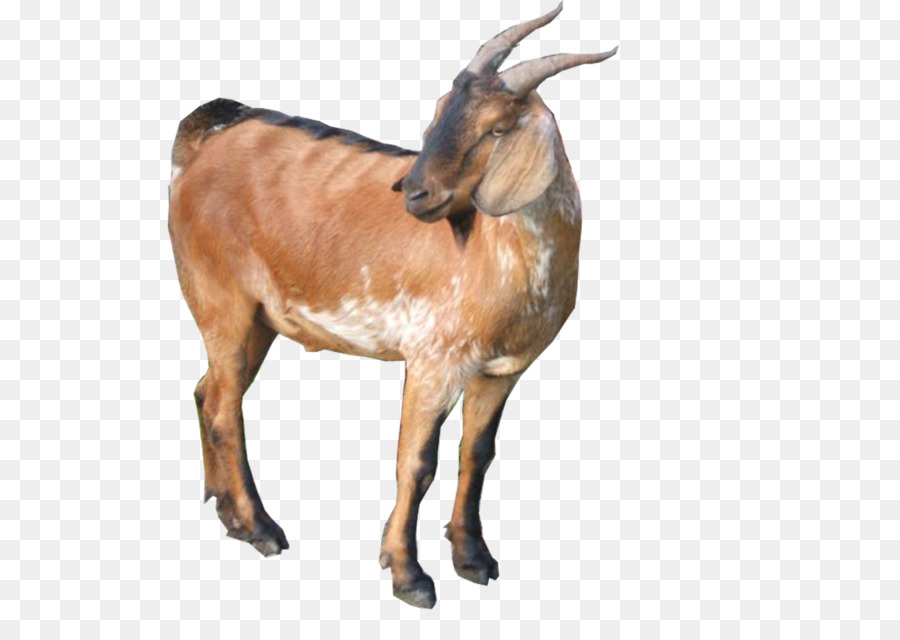 Detail Kambing Jawa Png Nomer 4