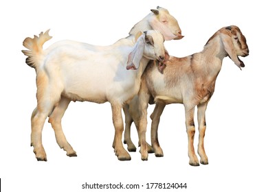 Detail Kambing Jawa Png Nomer 26