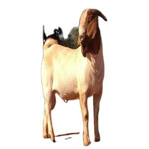 Detail Kambing Jawa Png Nomer 27