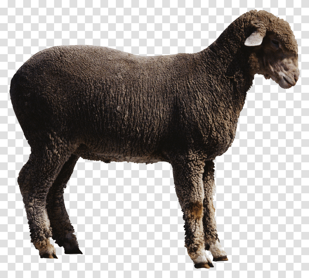 Detail Kambing Jawa Png Nomer 31