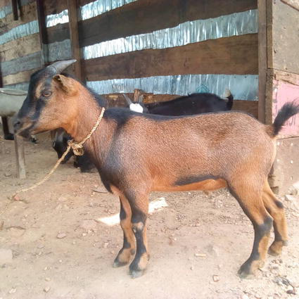 Detail Kambing Jawa Png Nomer 32