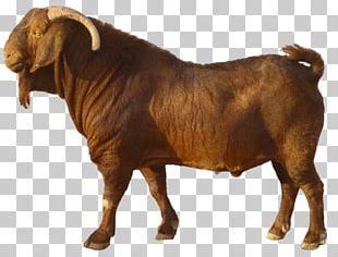 Detail Kambing Jawa Png Nomer 5