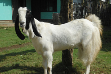 Detail Kambing Jawa Png Nomer 35