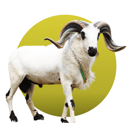 Detail Kambing Jawa Png Nomer 37