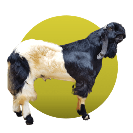 Detail Kambing Jawa Png Nomer 38