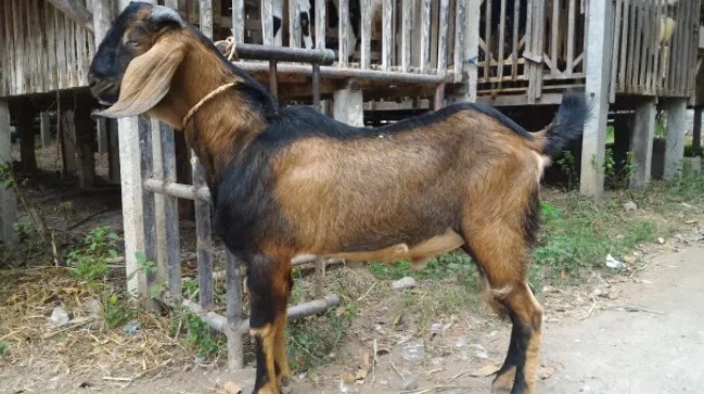Detail Kambing Jawa Png Nomer 39