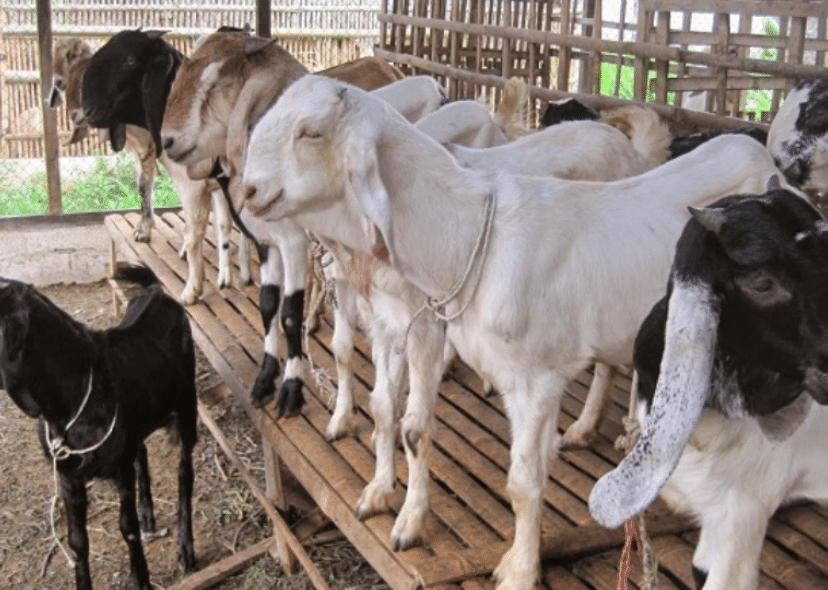 Detail Kambing Jawa Png Nomer 43