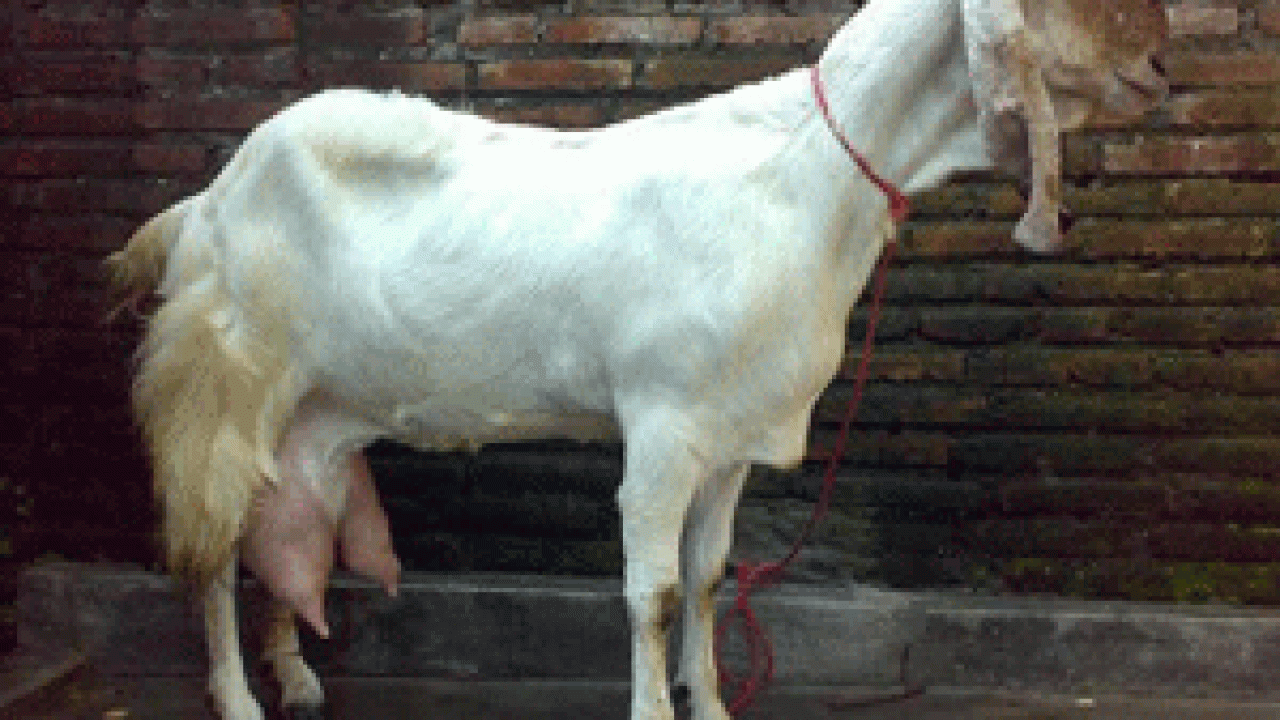 Detail Kambing Jawa Png Nomer 45