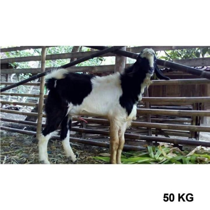Detail Kambing Jawa Png Nomer 46