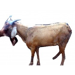 Detail Kambing Jawa Png Nomer 47