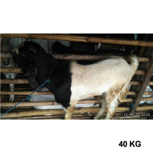 Detail Kambing Jawa Png Nomer 48