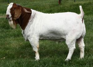Detail Kambing Jawa Png Nomer 49