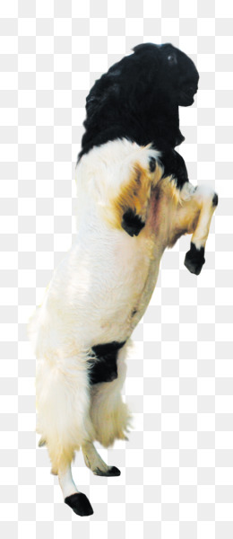 Detail Kambing Jawa Png Nomer 7