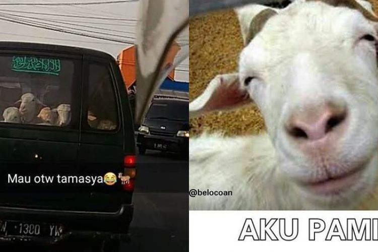 Detail Kambing Kurban Lucu Nomer 38