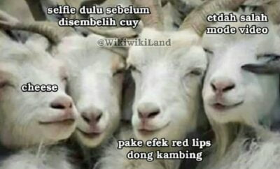 Detail Kambing Kurban Lucu Nomer 41