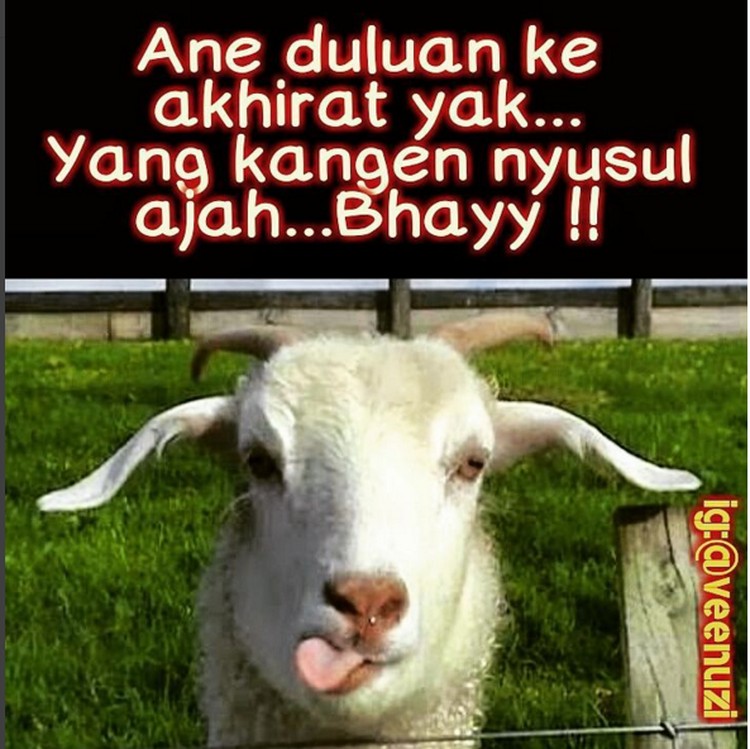 Detail Kambing Kurban Lucu Nomer 46