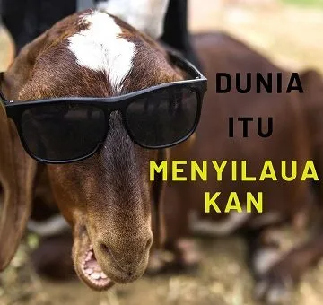 Detail Kambing Lucu Kambing Lucu Nomer 32