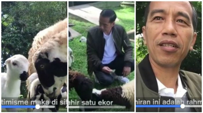 Detail Kambing Lucu Kambing Lucu Nomer 46