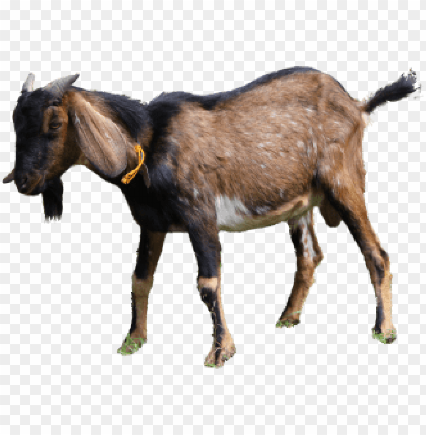 Detail Kambing Png Vector Nomer 12