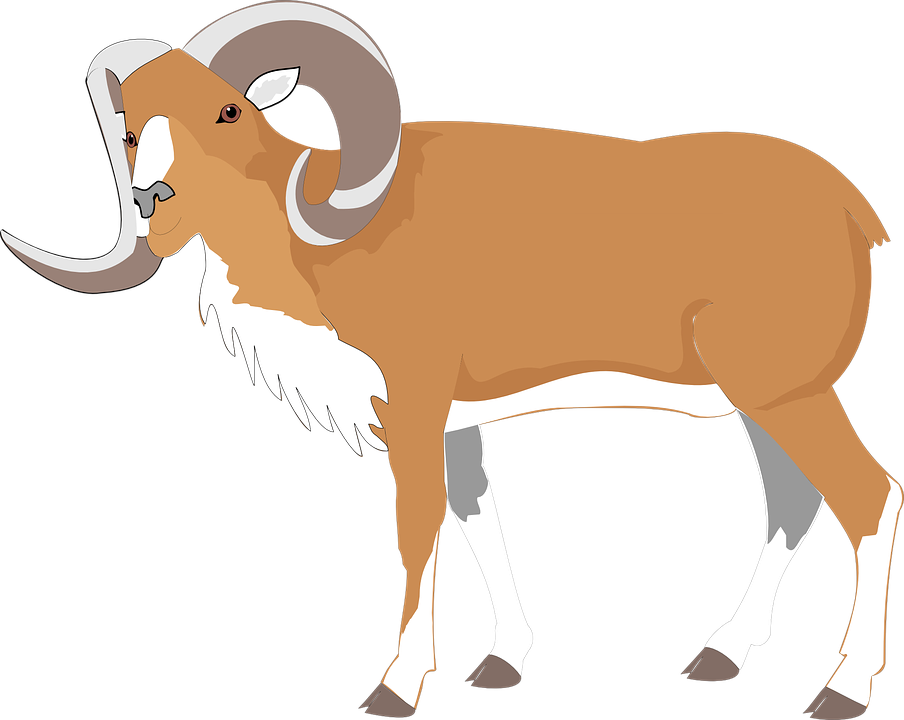 Detail Kambing Png Vector Nomer 13