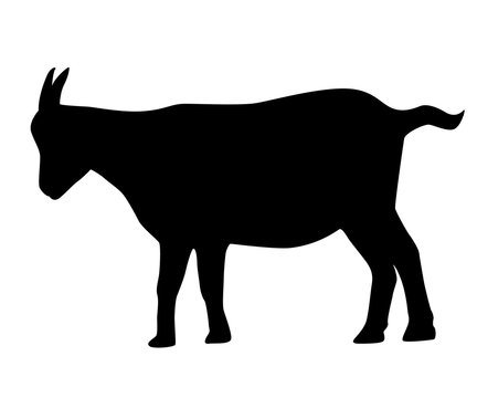 Detail Kambing Png Vector Nomer 53