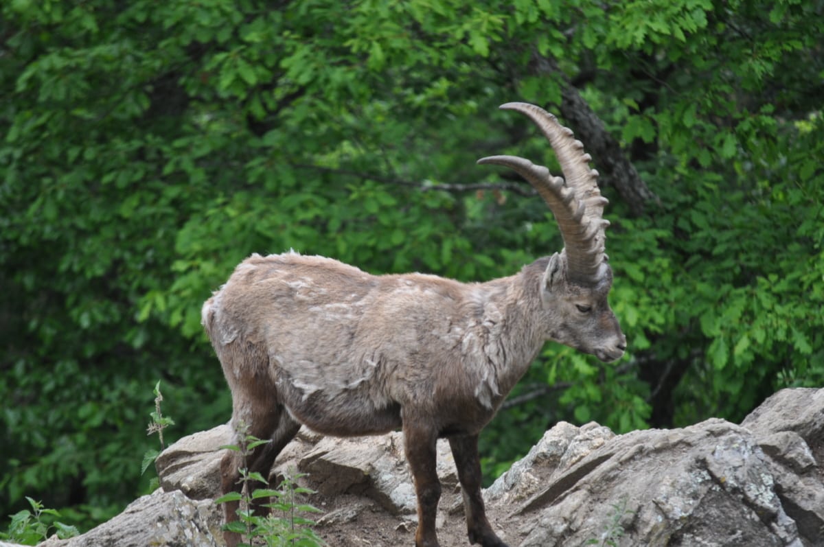 Detail Kambing Tanduk Panjang Nomer 14