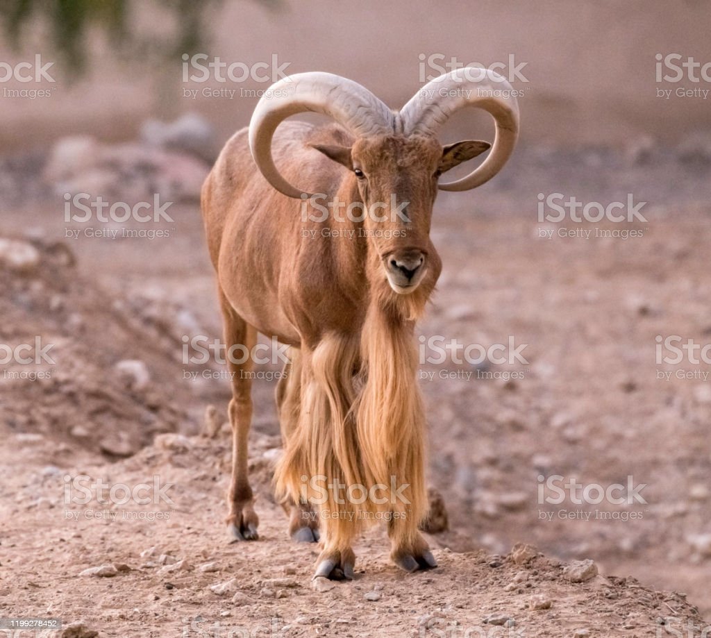 Detail Kambing Tanduk Panjang Nomer 17