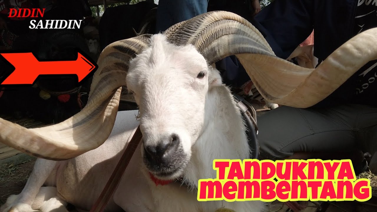 Detail Kambing Tanduk Panjang Nomer 8