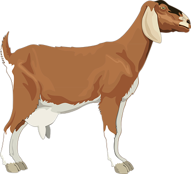 Detail Kambing Vector Png Nomer 16