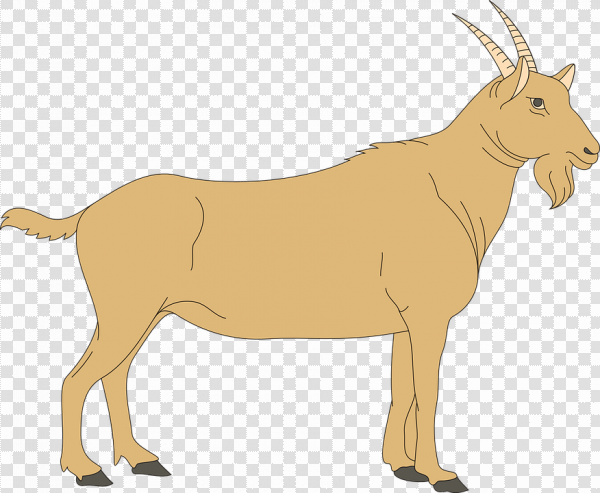 Detail Kambing Vector Png Nomer 44