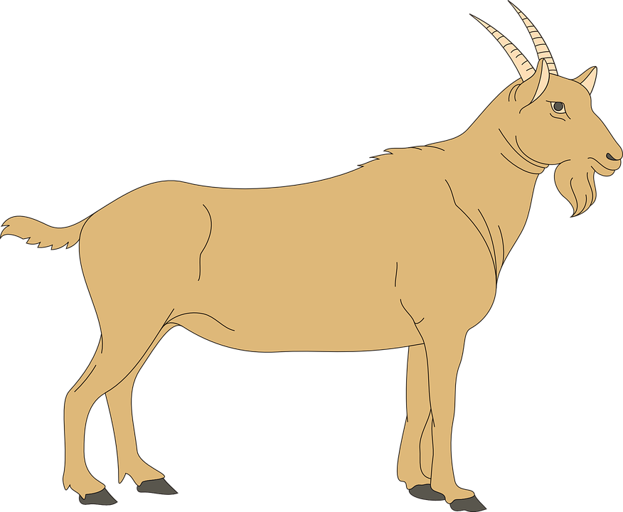 Detail Kambing Vector Png Nomer 46