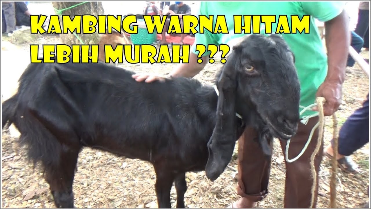 Detail Kambing Warna Hitam Nomer 7