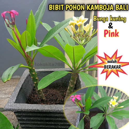 Detail Kamboja Bali Kuning Nomer 16