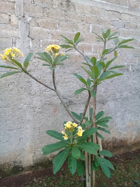 Detail Kamboja Bali Kuning Nomer 5