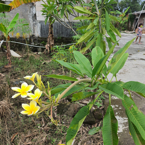 Detail Kamboja Bali Kuning Nomer 41