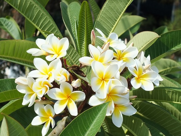 Detail Kamboja Bali Kuning Nomer 9