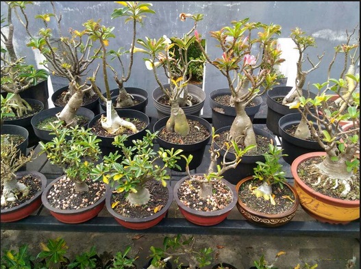 Detail Kamboja Jepang Bonsai Nomer 24