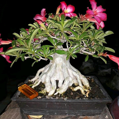 Detail Kamboja Jepang Bonsai Nomer 32