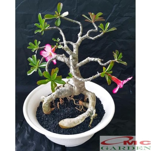 Detail Kamboja Jepang Bonsai Nomer 39